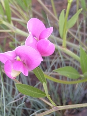Sphenostylis angustifolia
