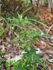 Xanthosia pilosa