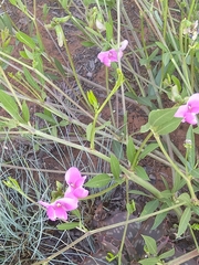 Sphenostylis angustifolia
