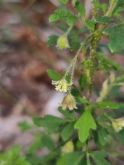 Xanthosia pilosa