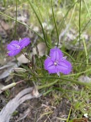 Thysanotus tenellus