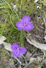 Thysanotus tenellus