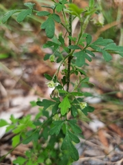 Xanthosia pilosa