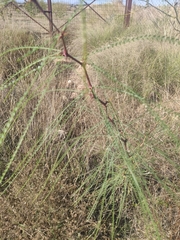 Parkinsonia aculeata