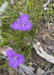 Thysanotus tenellus