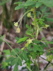 Xanthosia pilosa