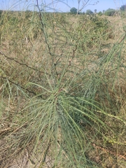 Parkinsonia aculeata