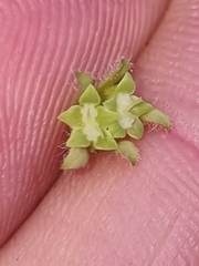 Xanthosia pilosa