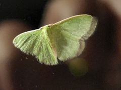 Synchlora frondaria