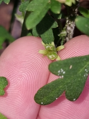 Xanthosia pilosa