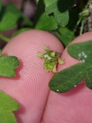 Xanthosia pilosa