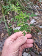 Xanthosia pilosa