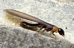 Kalotermes flavicollis