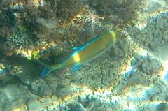 Caranx melampygus