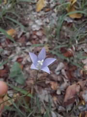 Wahlenbergia undulata