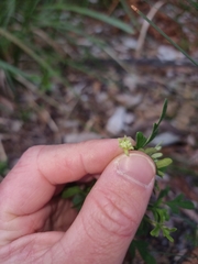 Xanthosia pilosa
