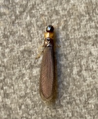 Kalotermes flavicollis