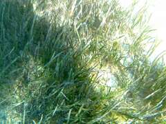 Zostera