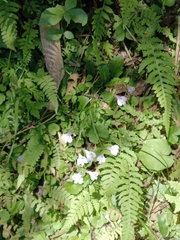 Mazus fauriei