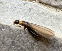 Kalotermes flavicollis