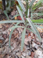 Wahlenbergia undulata