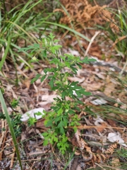 Xanthosia pilosa