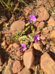 Polygala amatymbica