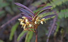 Maxillaria embreei