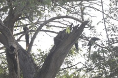 Phoeniculus purpureus