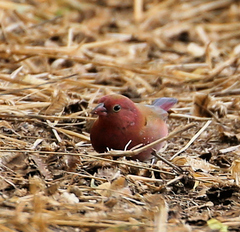 Lagonosticta senegala rendalli