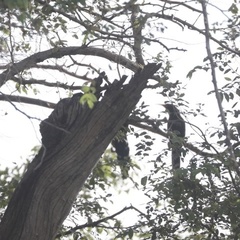 Phoeniculus purpureus