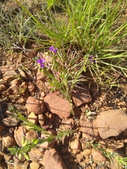 Polygala amatymbica