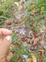 Wahlenbergia undulata