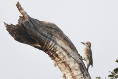 Chloropicus obsoletus obsoletus