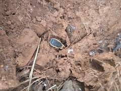 Ectrichodia crux