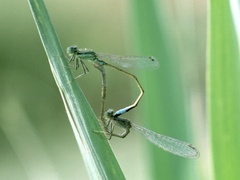 Ischnura genei