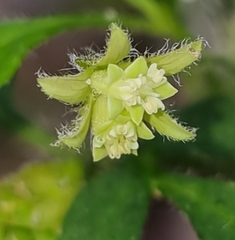 Xanthosia pilosa