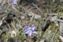 Thelymitra nuda