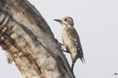 Chloropicus obsoletus obsoletus