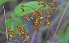 Cyrtochilum