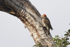 Chloropicus obsoletus obsoletus