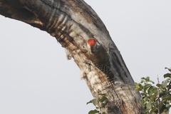 Chloropicus obsoletus obsoletus