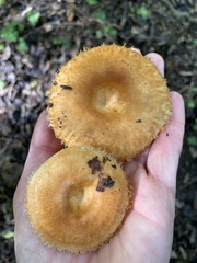 Lactarius scrobiculatus