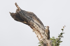 Chloropicus obsoletus obsoletus