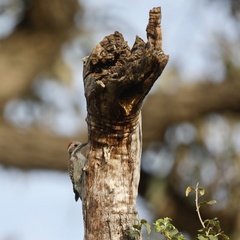 Chloropicus obsoletus obsoletus