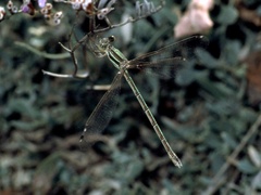 Lestes barbarus
