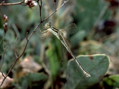 Lestes barbarus