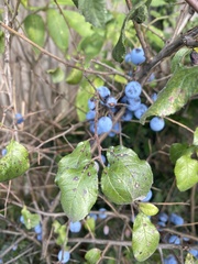 Prunus spinosa