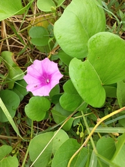 Ipomoea pes-caprae