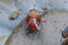 Calliphora ochracea